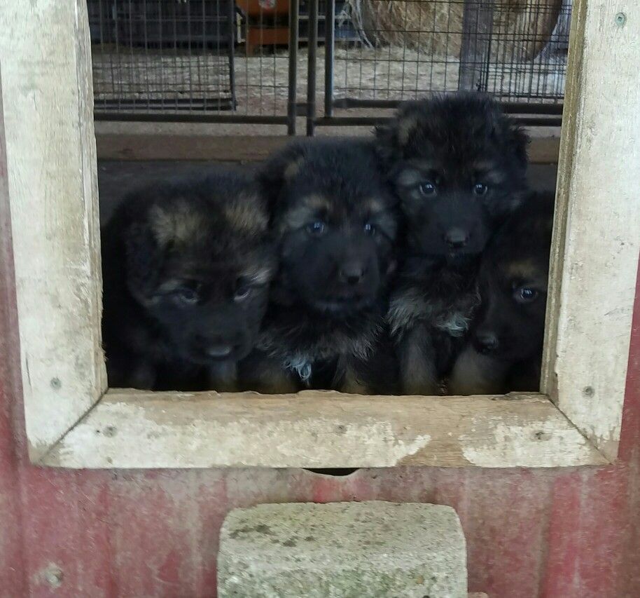 Four AKC Longhair German Shepherd puppies at the VHR RANCH in Paige Tx ...