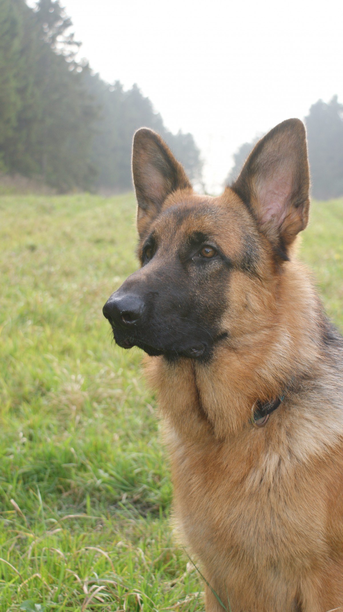 Free Images : sheperd, old german shepherd dog, dog like ...