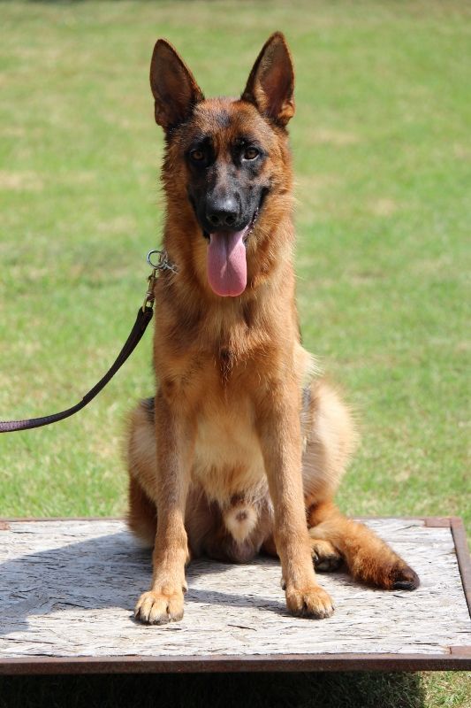 Fully Trained German Shepherds for Sale