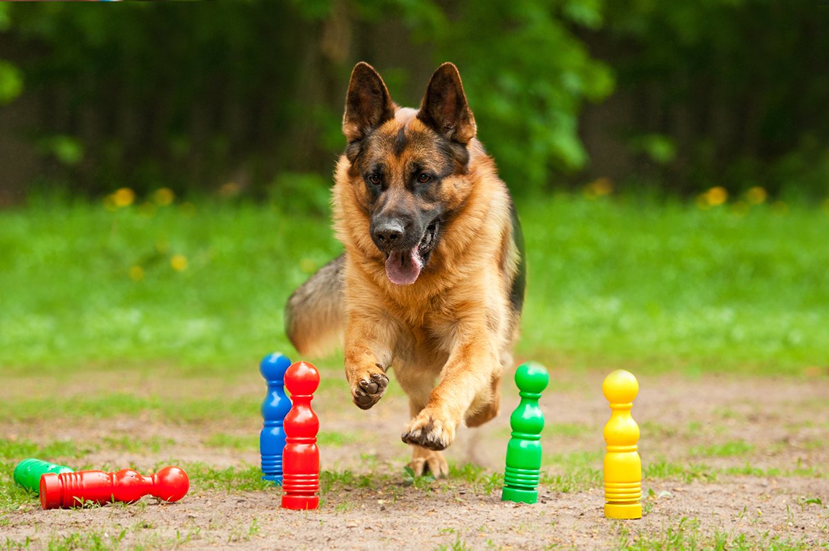Games To Play With German Shepherd When Bored