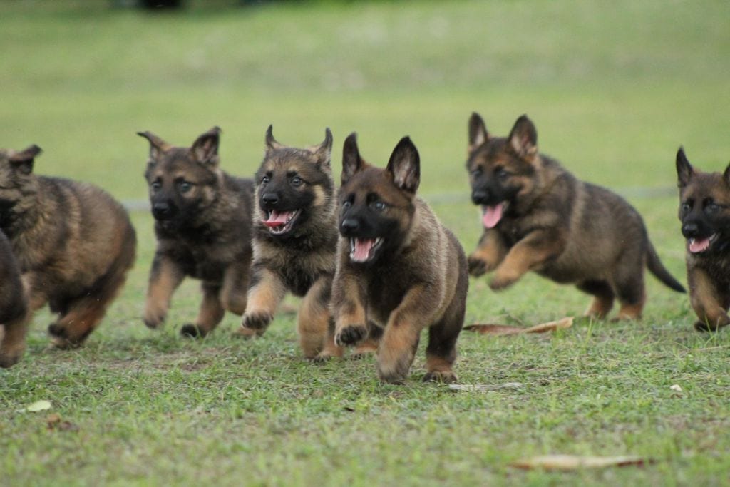 German Import AKC German Shepherd Puppies for Sale in ...