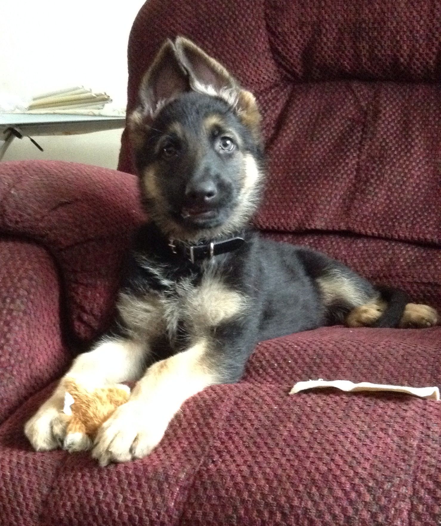German Shepard puppy. Too much cuteness!!! Reminds me of ...