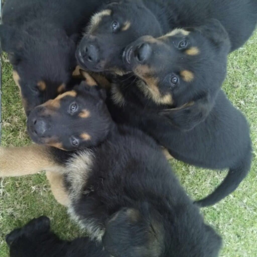 German Shepard x Rottweiler puppies for sale