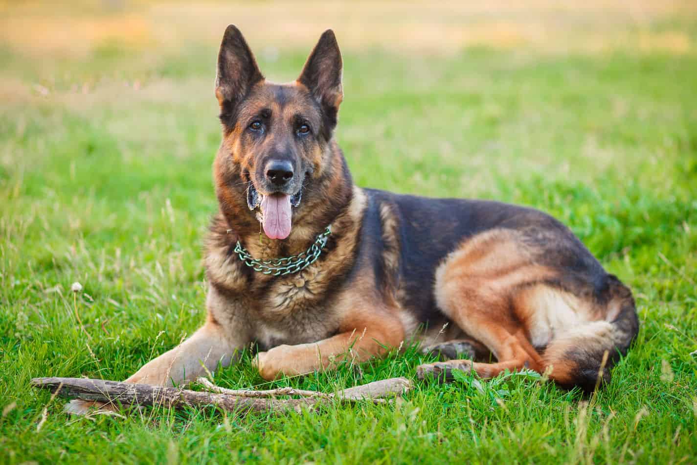 German Sheperd Dogs  What Were GSDs Bred For?  Embora Pets