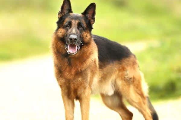 German Shepherd Allergies: What Is Your GSD Allergic To ...