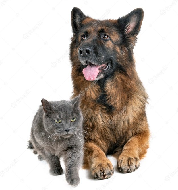 German shepherd and cat