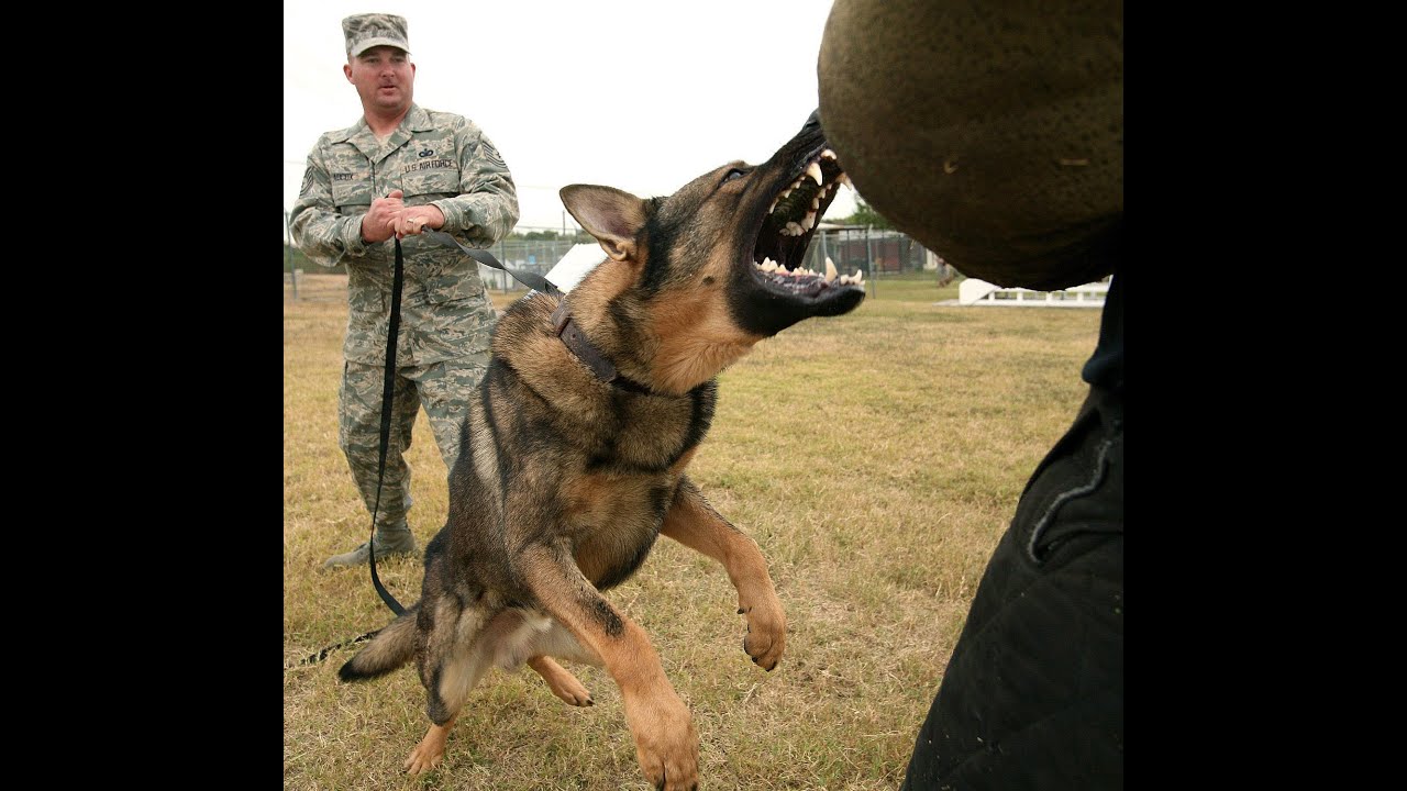 German shepherd attack training