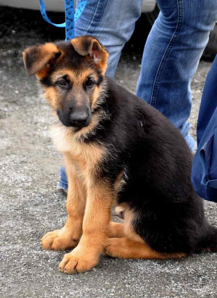 German Shepherd Australian Shepherd Mix Puppies For Sale