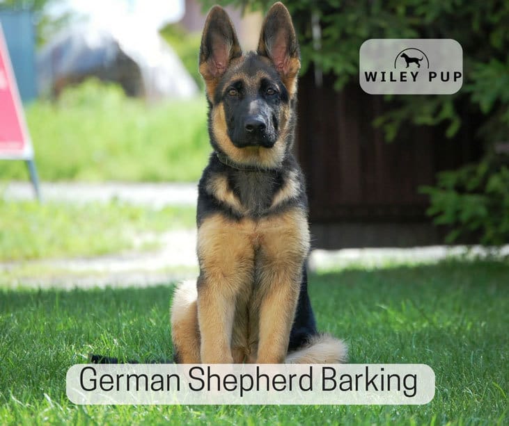 German Shepherd Barking (2021 Reviewed)  Essential Tips ...