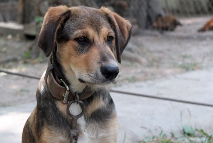 German Shepherd Beagle Mix: 5 Must Read Facts