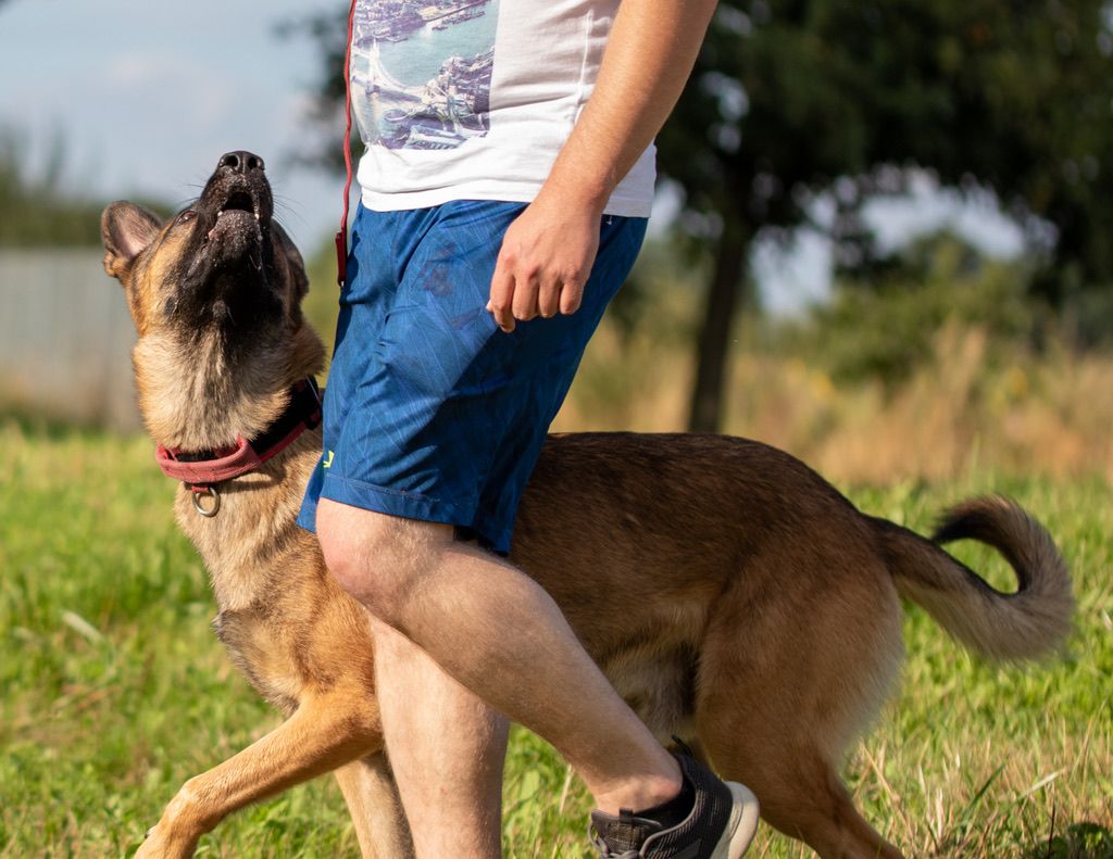 German Shepherd Belgian Malinois Heel Training