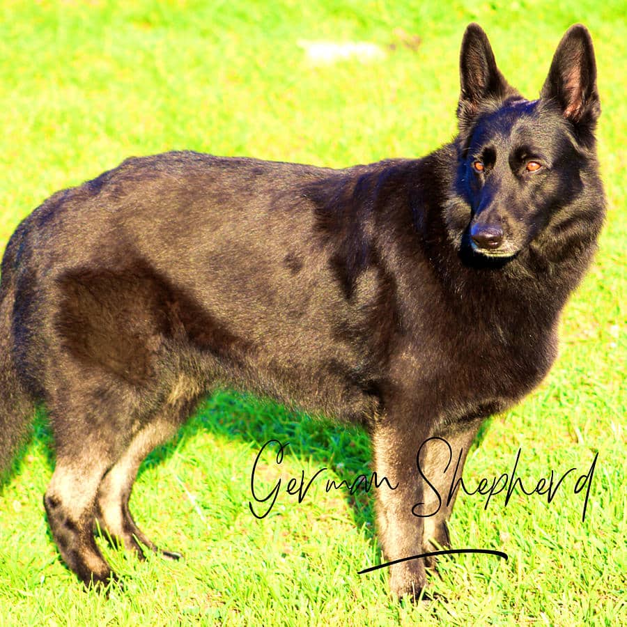 German Shepherd Black Full Body Vintage With Breed Photograph by Gina ...