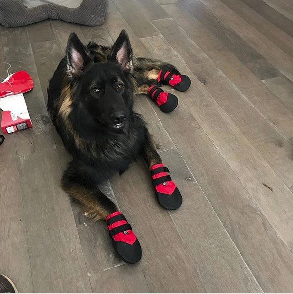 German Shepherd Boots for the Pool