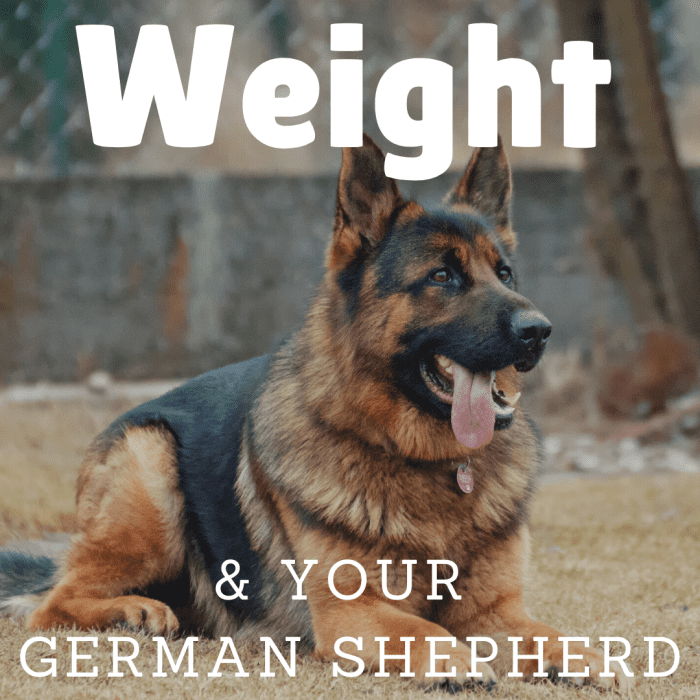 German Shepherd Breed Target Height and Weight