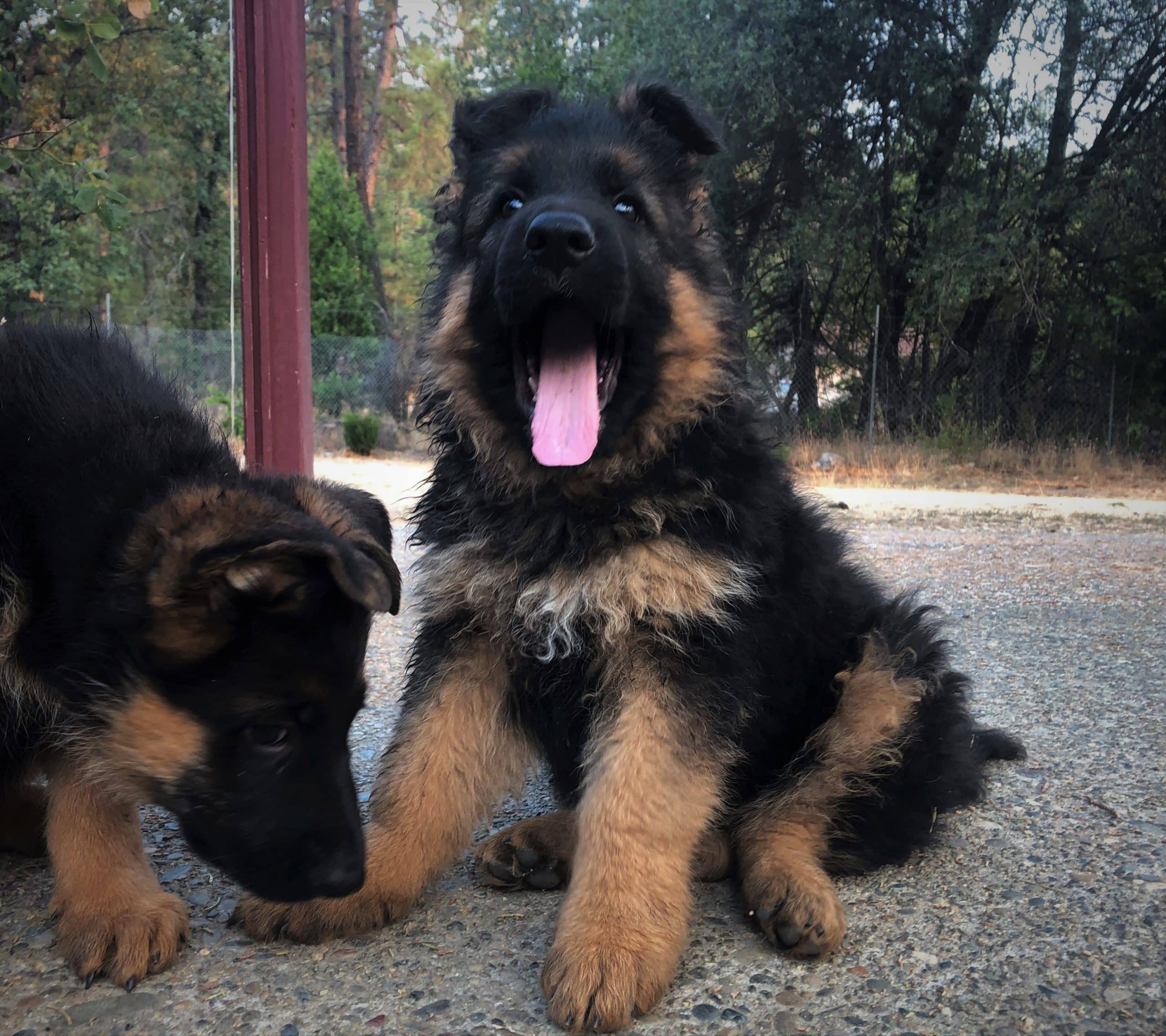 German Shepherd Breeders in California, CA. German Shepherd Puppies for ...