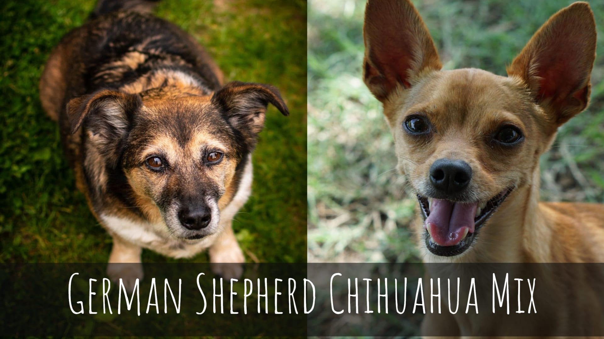 German Shepherd Chihuahua Mix : Can a German Shepherd Mate ...