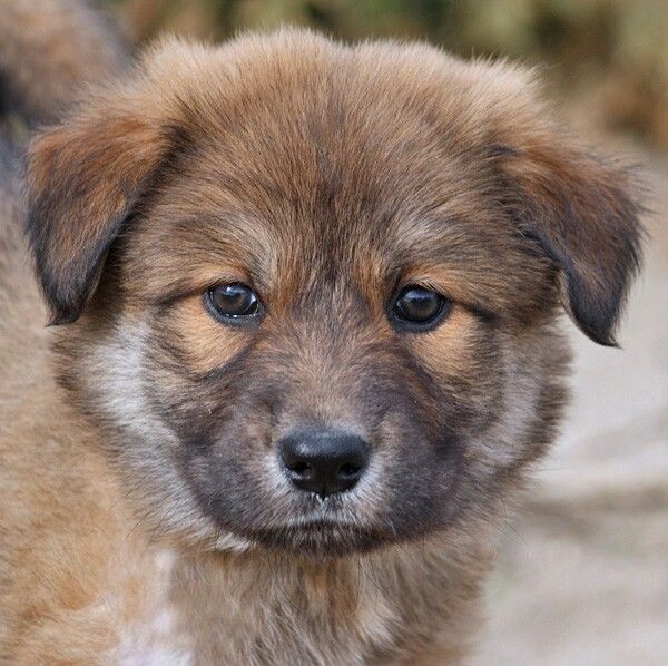 German Shepherd &  Chow Chow mix named Chela von Chimers