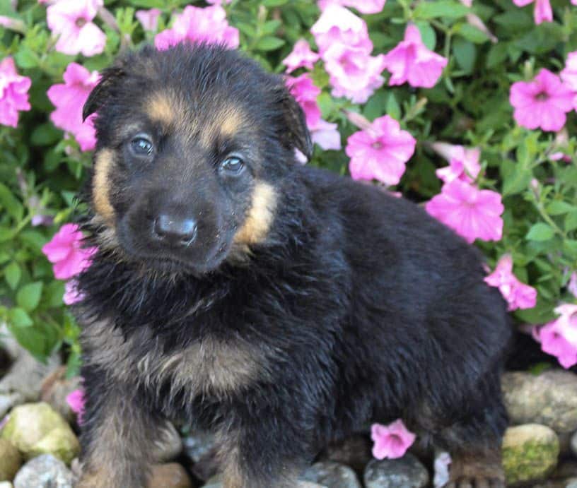 German Shepherd Chow Mix Puppies For Sale Near Me