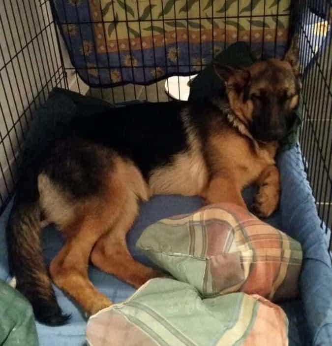 German Shepherd Crate Size: What Size Crate for a GSD ...