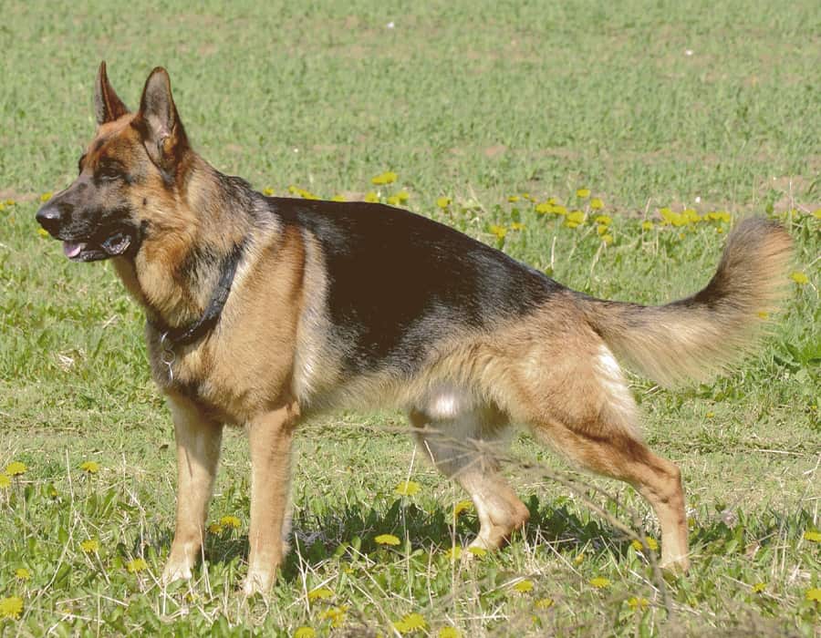 German Shepherd Dog Breed Information: All You Need To Know