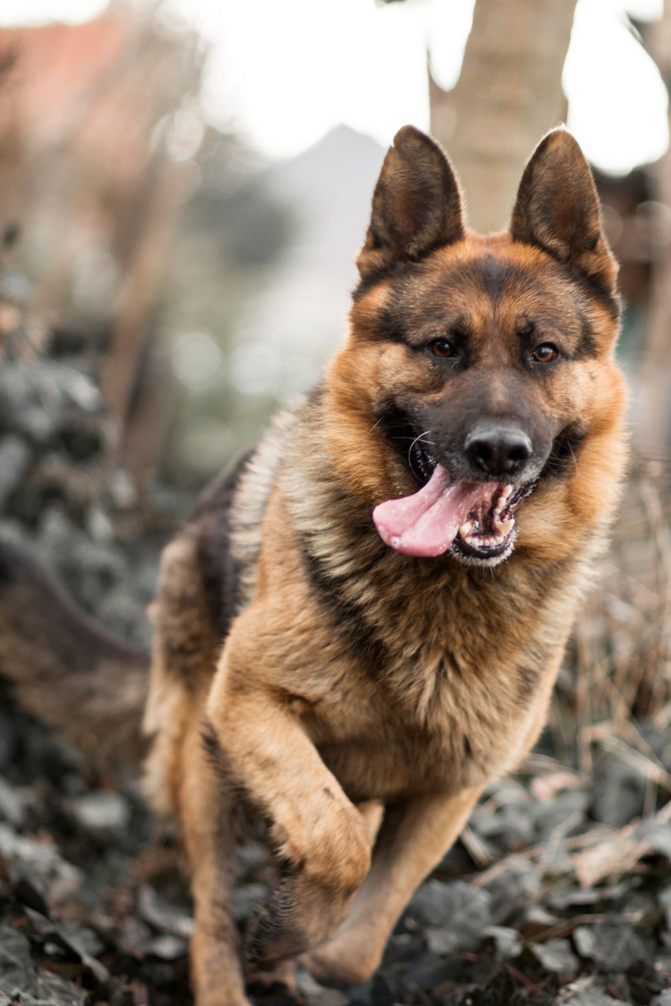 German Shepherd Dog Breed Information &  Characteristics ...
