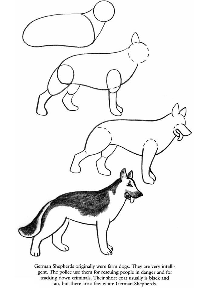 German Shepherd Dog Drawing at GetDrawings
