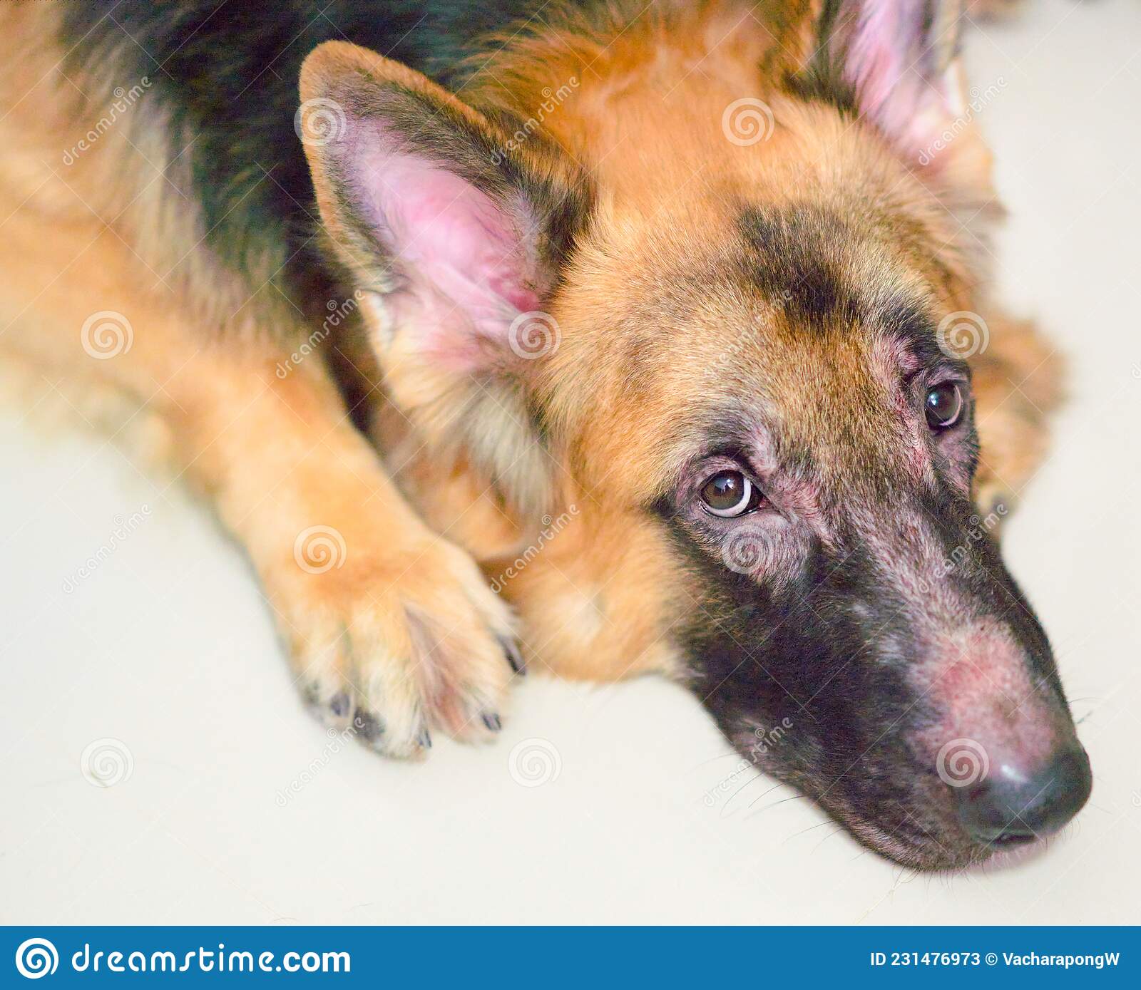 German Shepherd Dog Face with Allergic Rhinitis Dermatitis Skin Problem ...