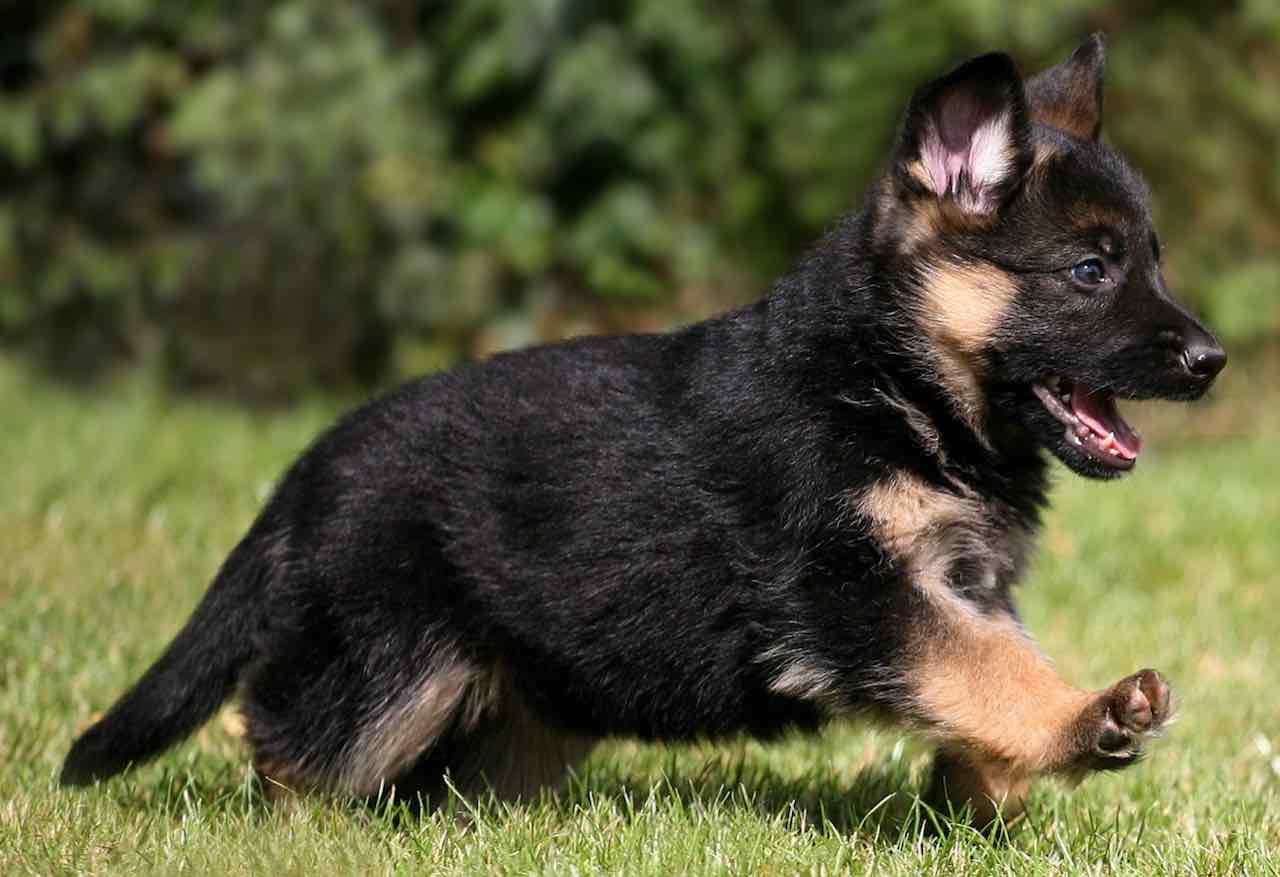 German Shepherd Dog (GSD)