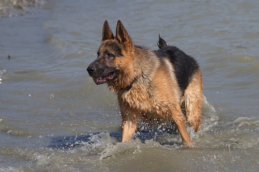 German Shepherd Dog In Water Stock Photo