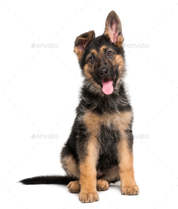 German Shepherd Dog puppy (3 months old) Stock Photo by Lifeonwhite