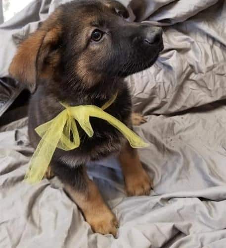 German Shepherd Dog Puppy for Sale