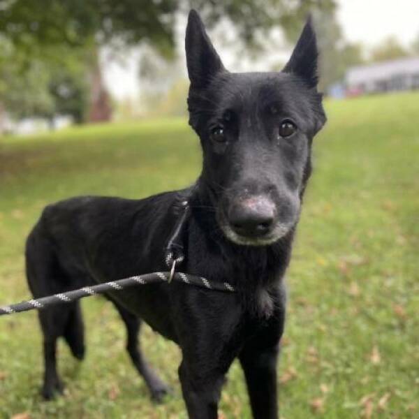 German Shepherd Dog Rescue Dog for Adoption in Watertown, New York ...