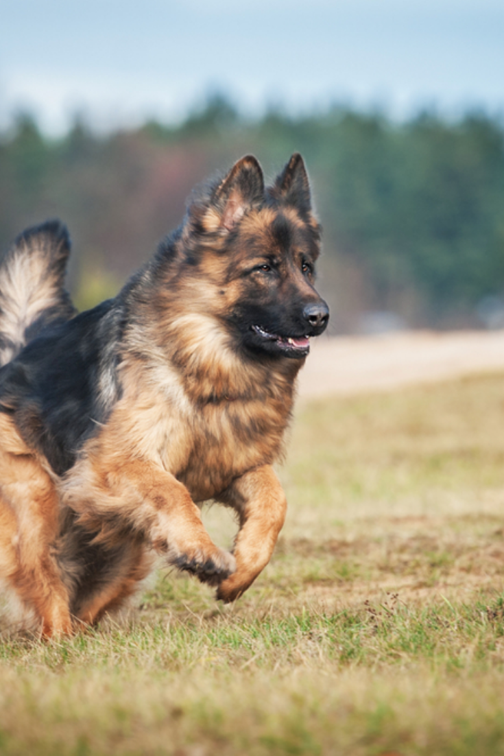 German shepherd dog running on the field #germanshepherd ...