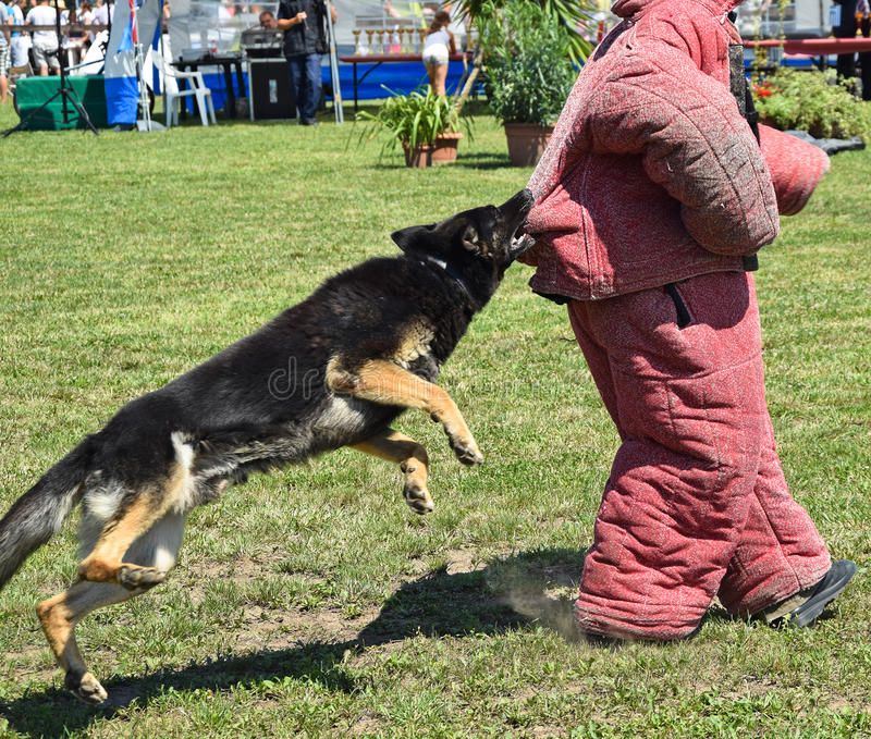 German Shepherd Dog Running Outdoor Stock Image