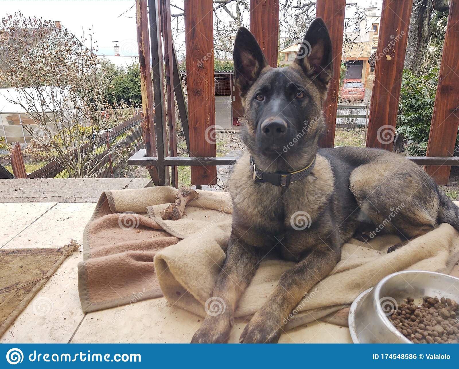 German Shepherd Dog Young Puppy Eating The Bone, Meat Or ...