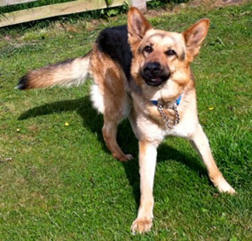 german shepherd dogs for rehoming in the north east