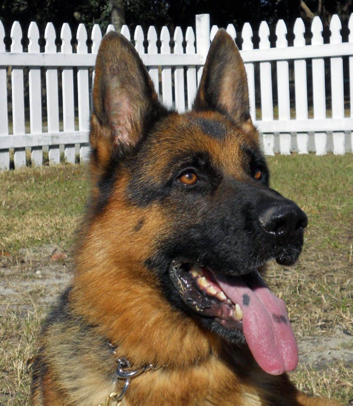German Shepherd Dogs, Trained Guard Dogs for Sale in Sanford, FL ...