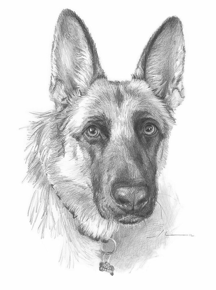 " German shepherd drawing"  by mike theuer