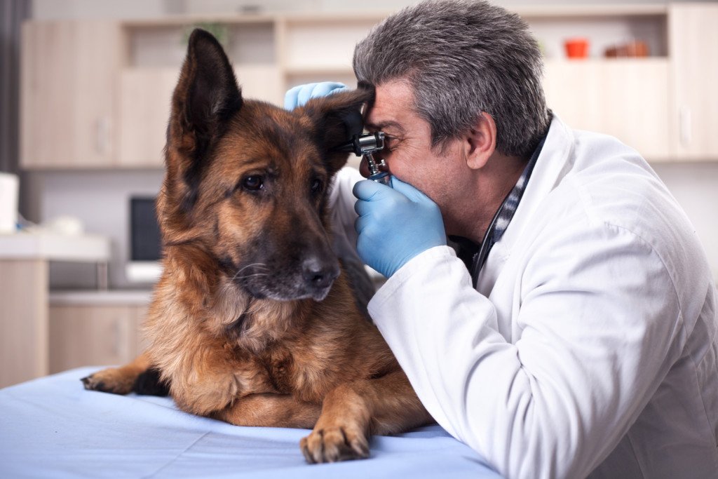 German Shepherd Ear Infections Near Brain: Beware of Wrong ...
