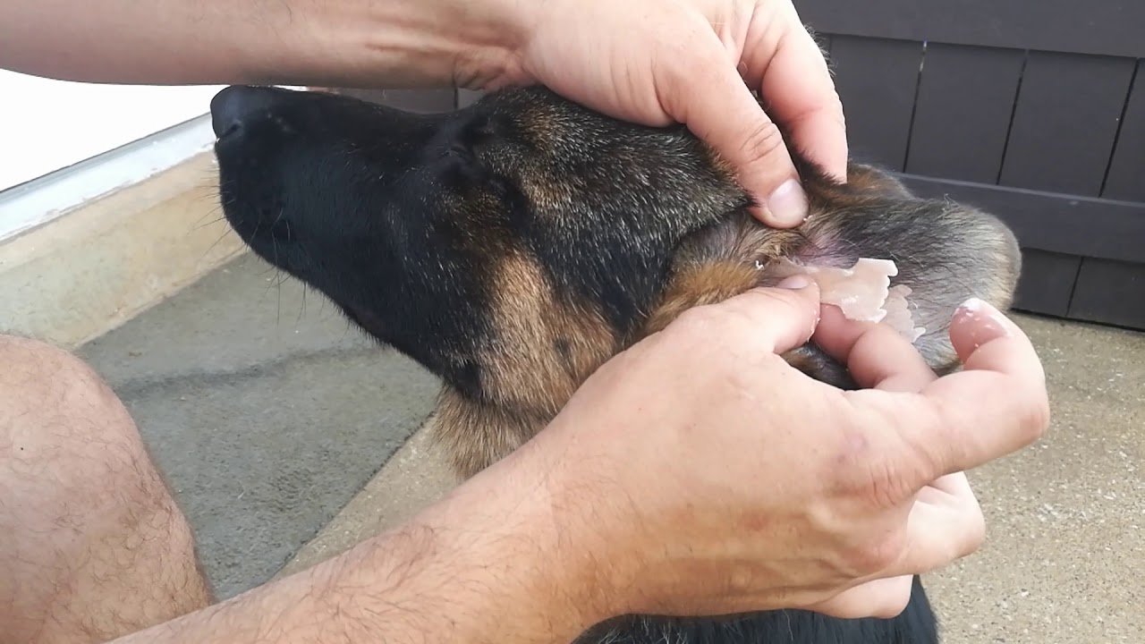 German shepherd ear taping part5