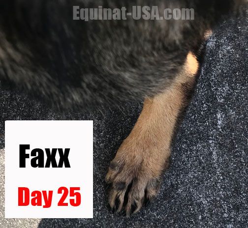 German Shepherd Faxx paw hair loss yeast relief with Dermacton ...