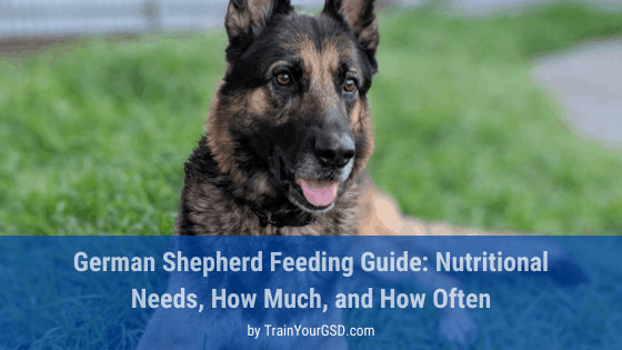 German Shepherd Feeding Guide: How Much &  How Often ...