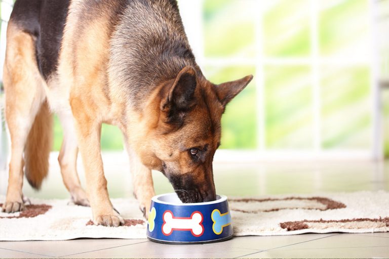 German Shepherd Feeding Guide: What And How Much Should A ...