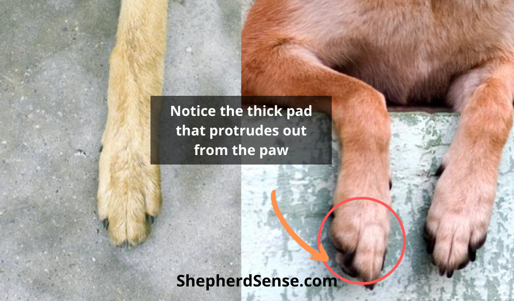 German Shepherd Feet: Normal Paws or Not (Should You Worry ...