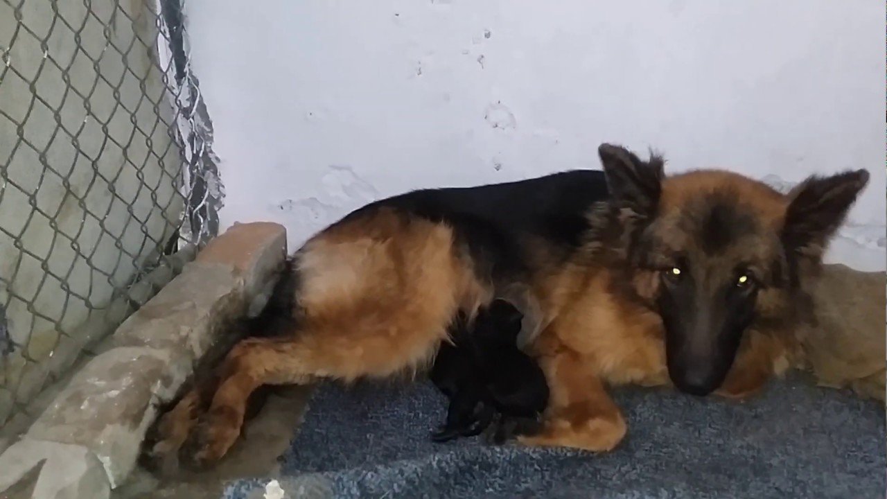 German shepherd female dog complete delivery video ...