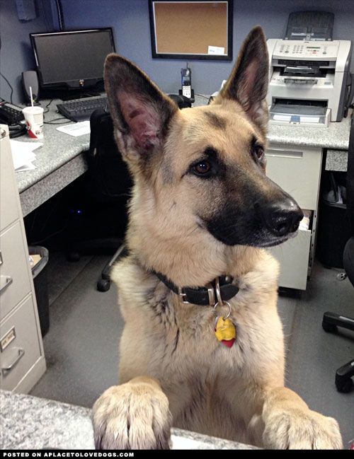 German Shepherd front desk at the vet
