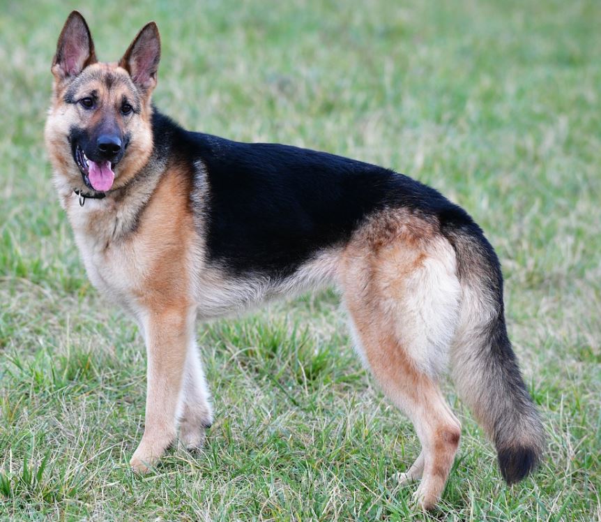 German Shepherd Hip Dysplasia Life Expectancy  Shepherddogsite