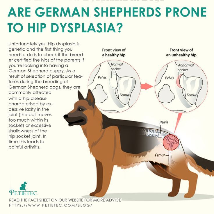 German Shepherd Hip Dysplasia Signs and Treatments