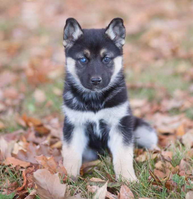 German Shepherd Husky Mix Puppies For Sale In Michigan ...