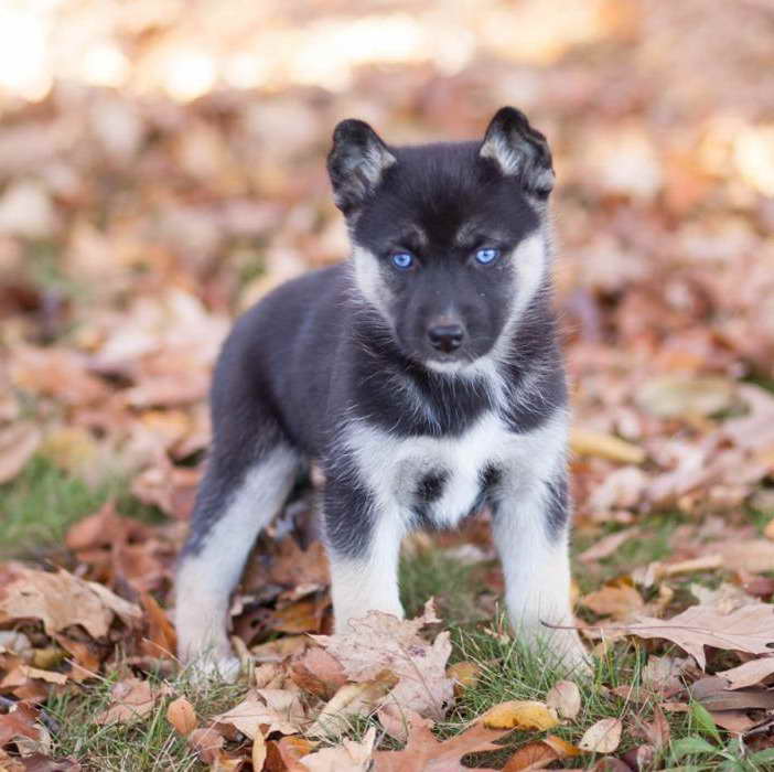 German Shepherd Husky Mix Puppies For Sale In Pa